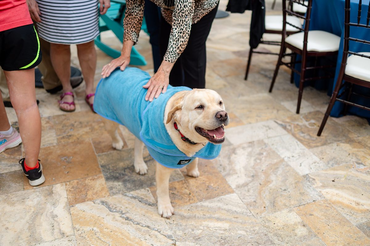 A yellow lab in a bright blue towel coat standing on the flagstones while a guest rubs his back
