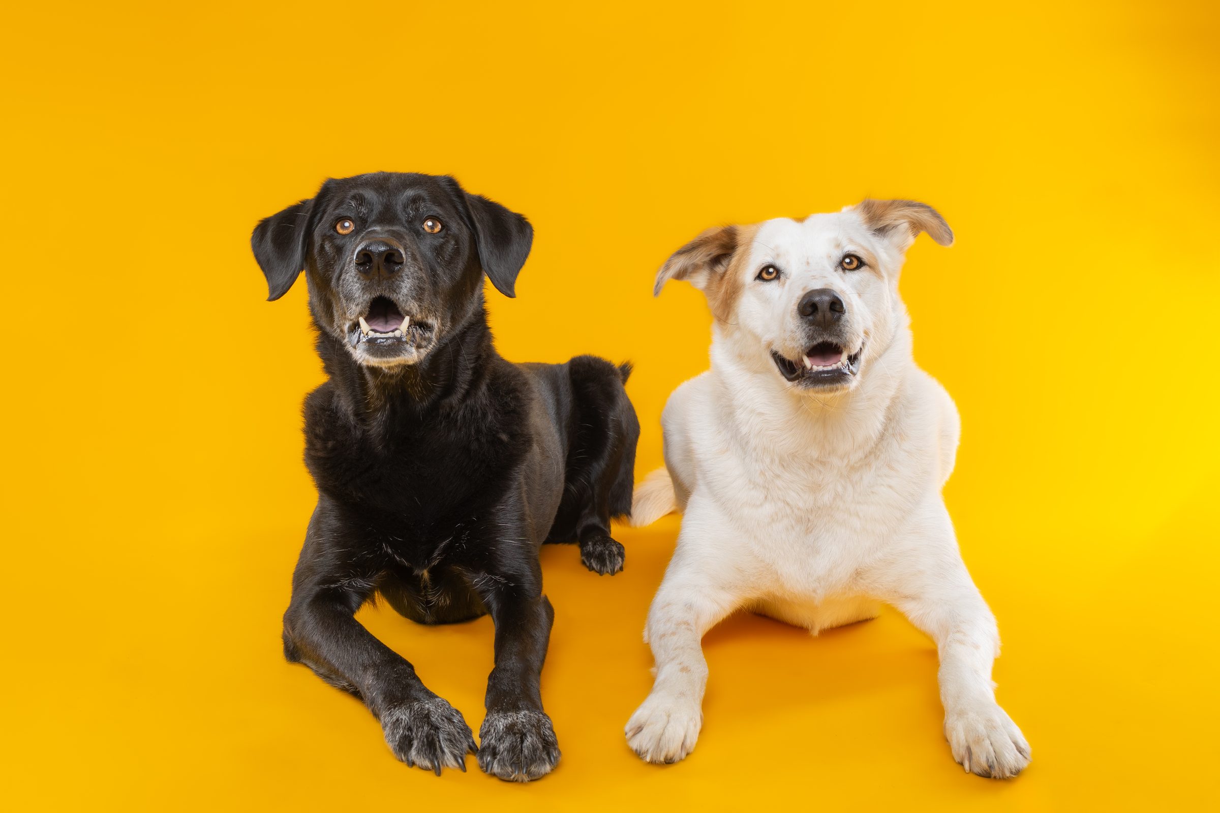 Cal and Sugar, a black dog and a cream dog, lying down together on a marigold backdrop looking at the camera
