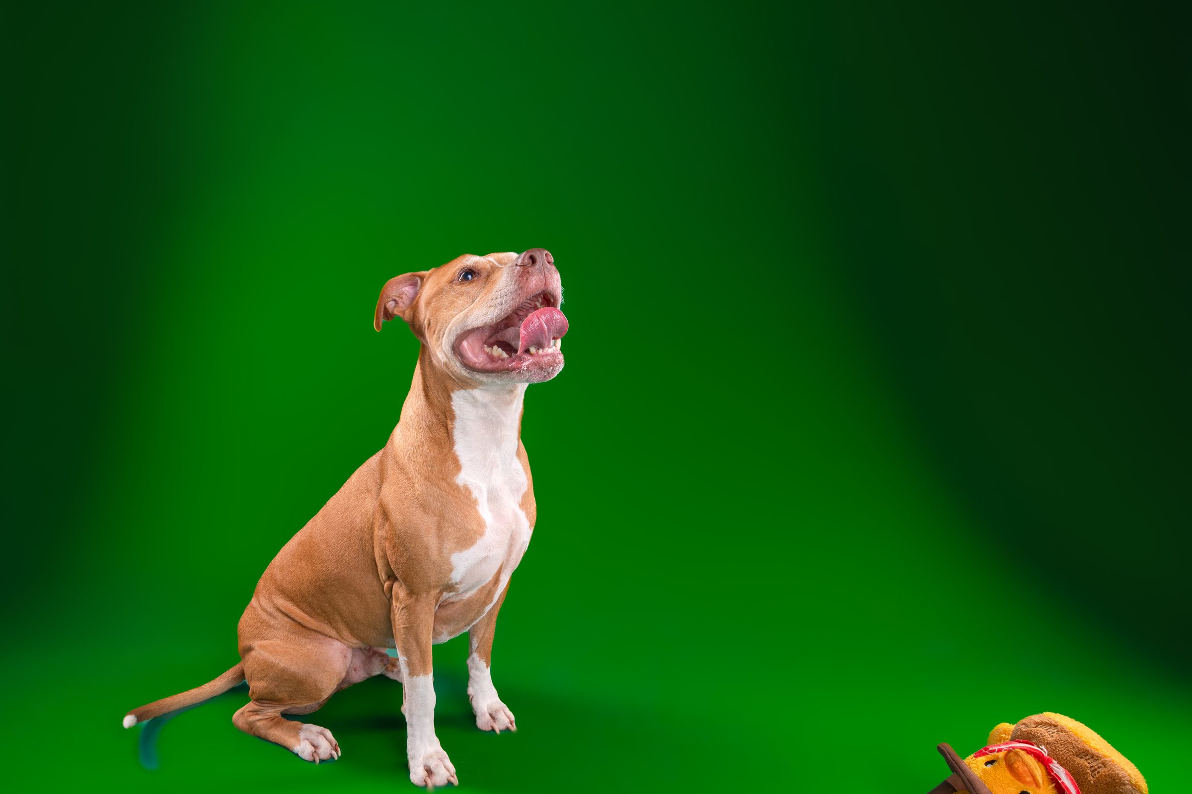 A tan and white dog sitting tall on a kelly green backdrop, head tipped back mid-bark with a toy at the edge of the frame