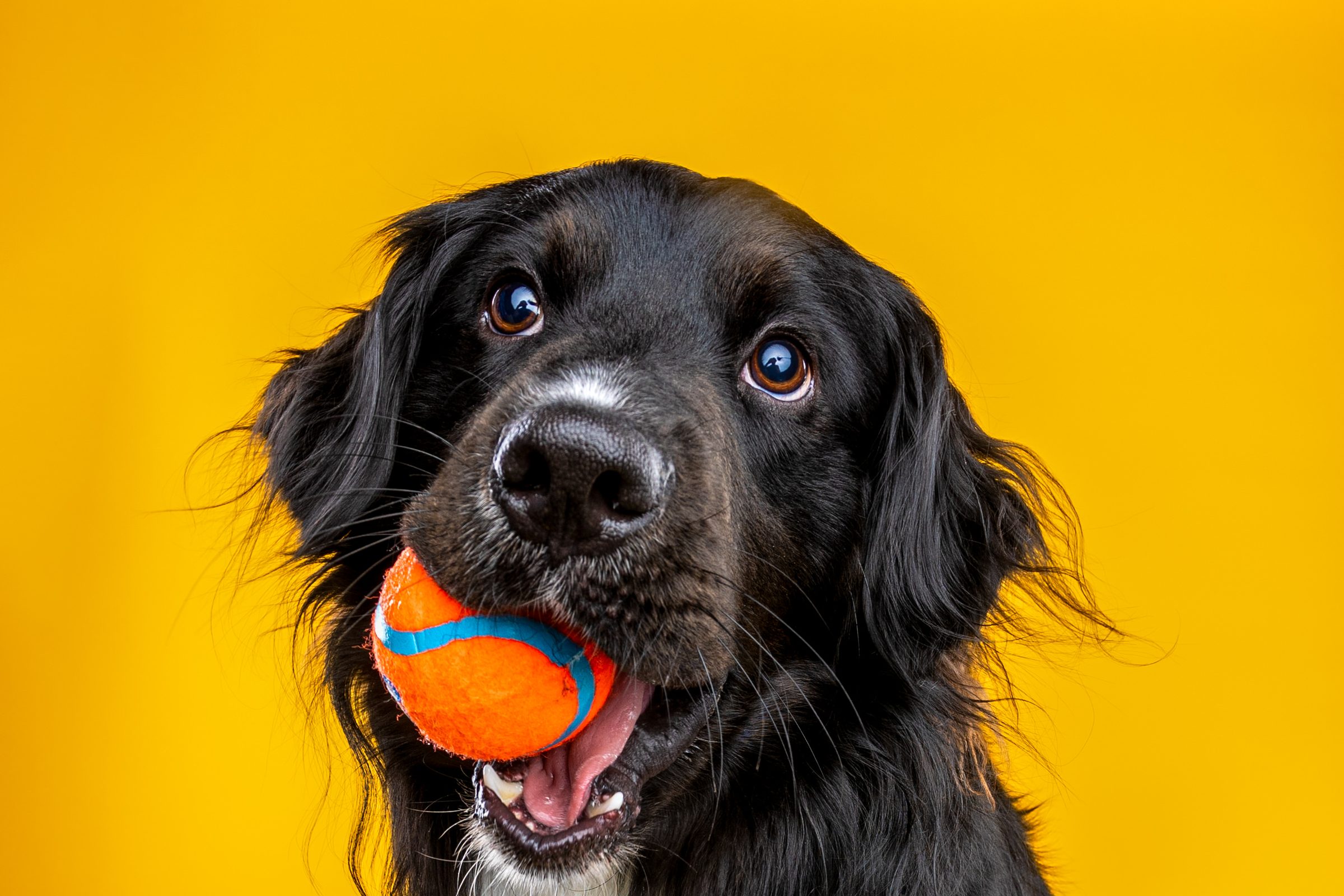 A black long-haired dog holding an orange tennis ball in her mouth, close up against a marigold backdrop