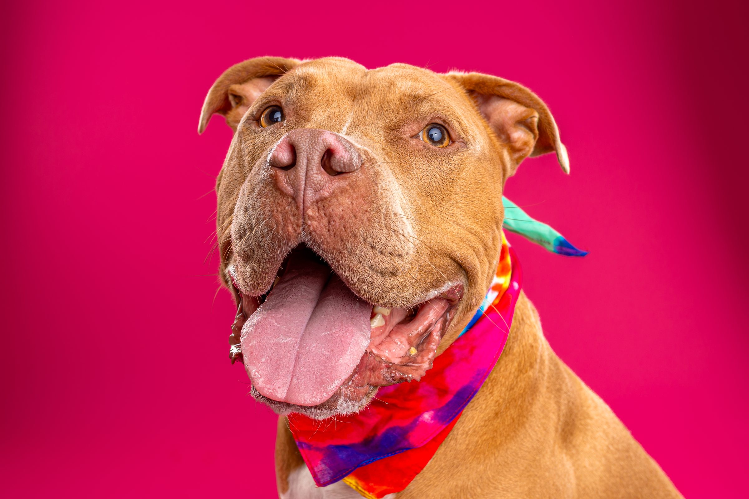 Tomator, a tan pit bull in a bright bandana, grinning wide with his tongue out against a hot pink backdrop
