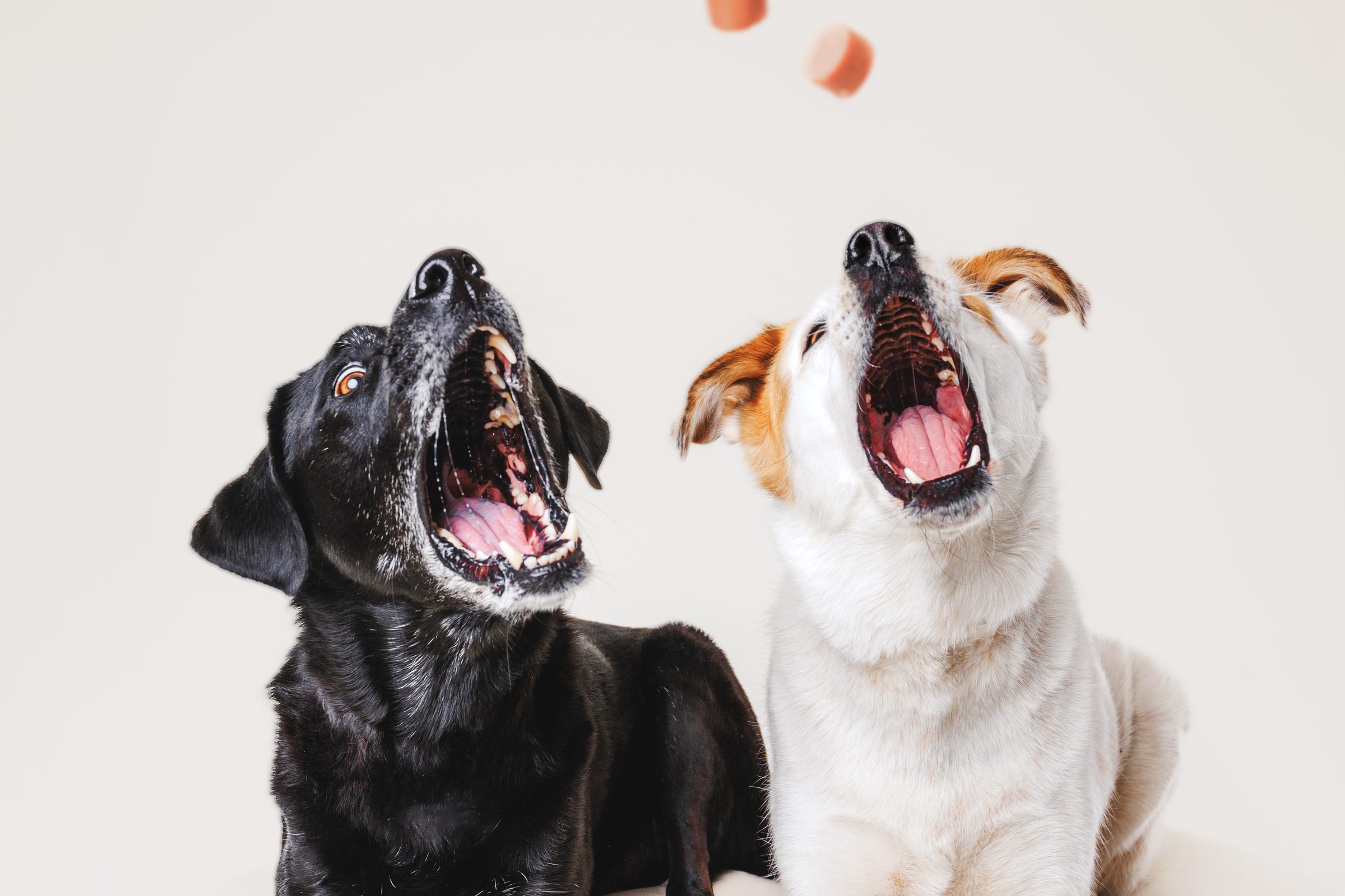 A black dog and a white dog side by side on a white backdrop, both looking straight up with their mouths open for a falling treat