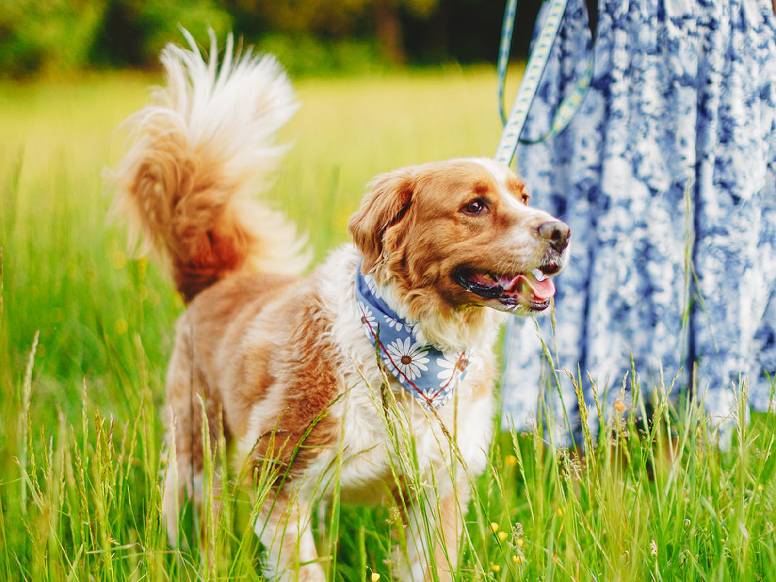 A tan and white dog in a bandana walking through knee-high grass with her tail up, her owner just behind her