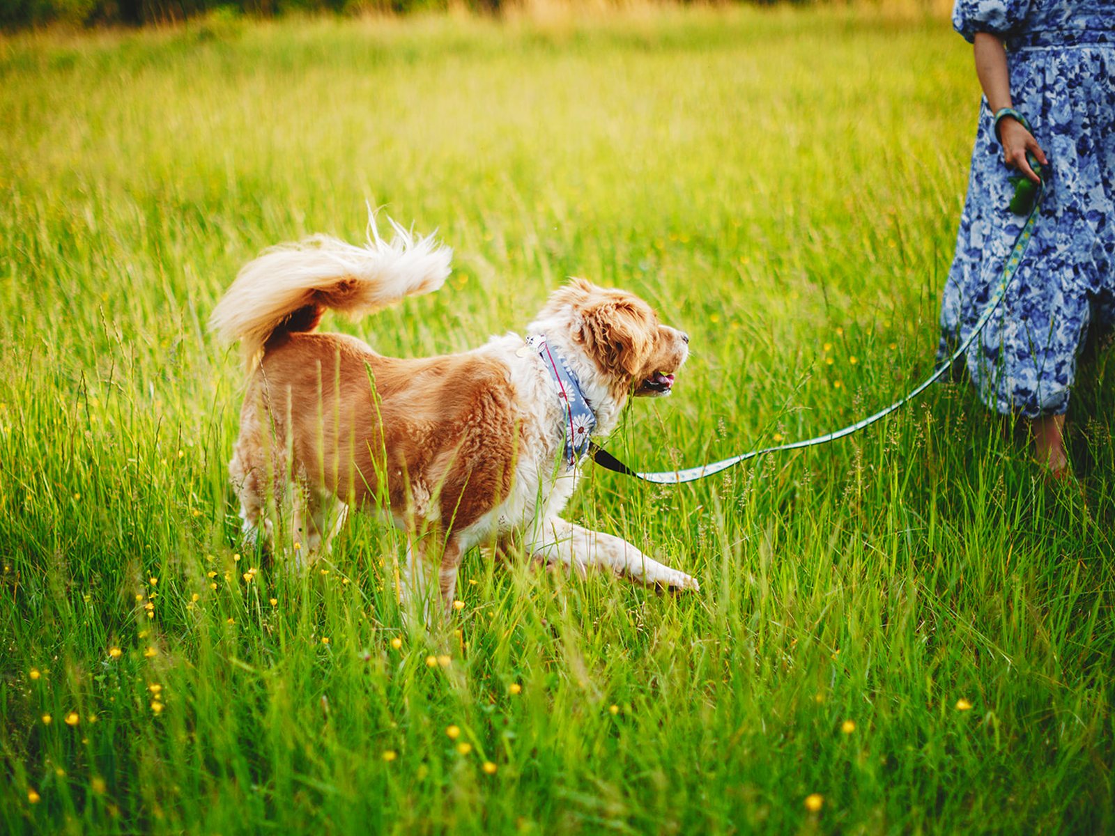 A tan and white dog trotting through a sunlit green field on a long leash, tail curled over her back