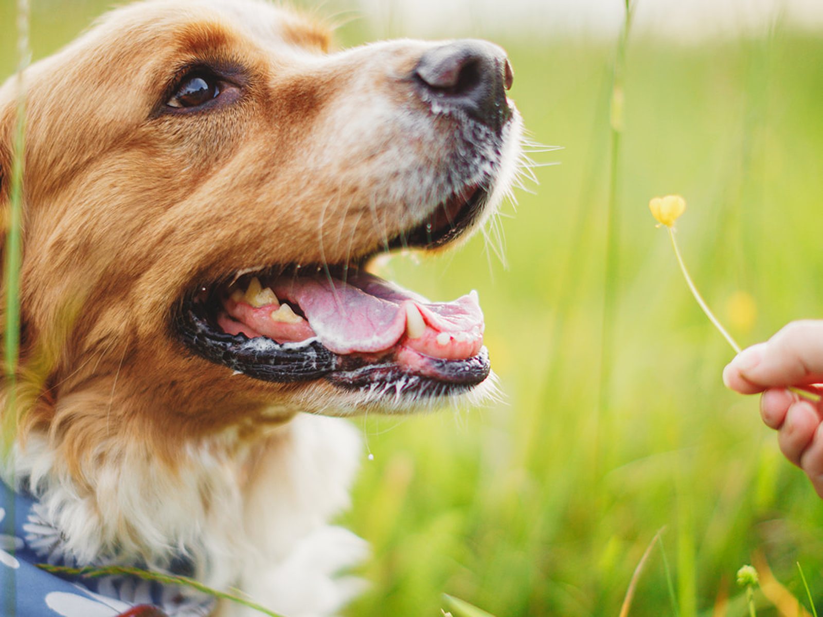 A close portrait of a tan and white dog in profile, mouth open and happy, with green field behind her
