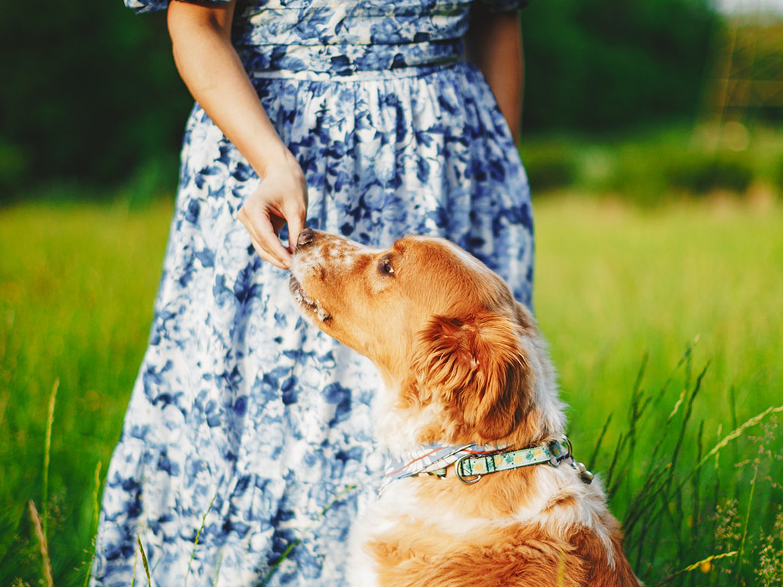 A tan and white dog sitting in tall grass and reaching up to take a treat from her owner, who is wearing a blue floral dress