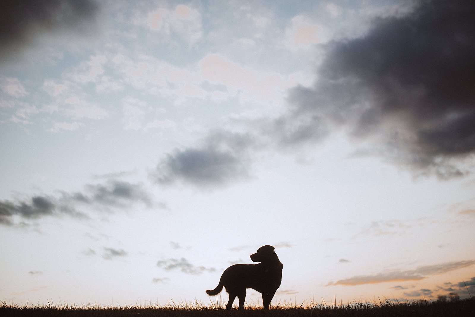 A dog in silhouette on a ridgeline with a wide bank of evening cloud filling the frame above