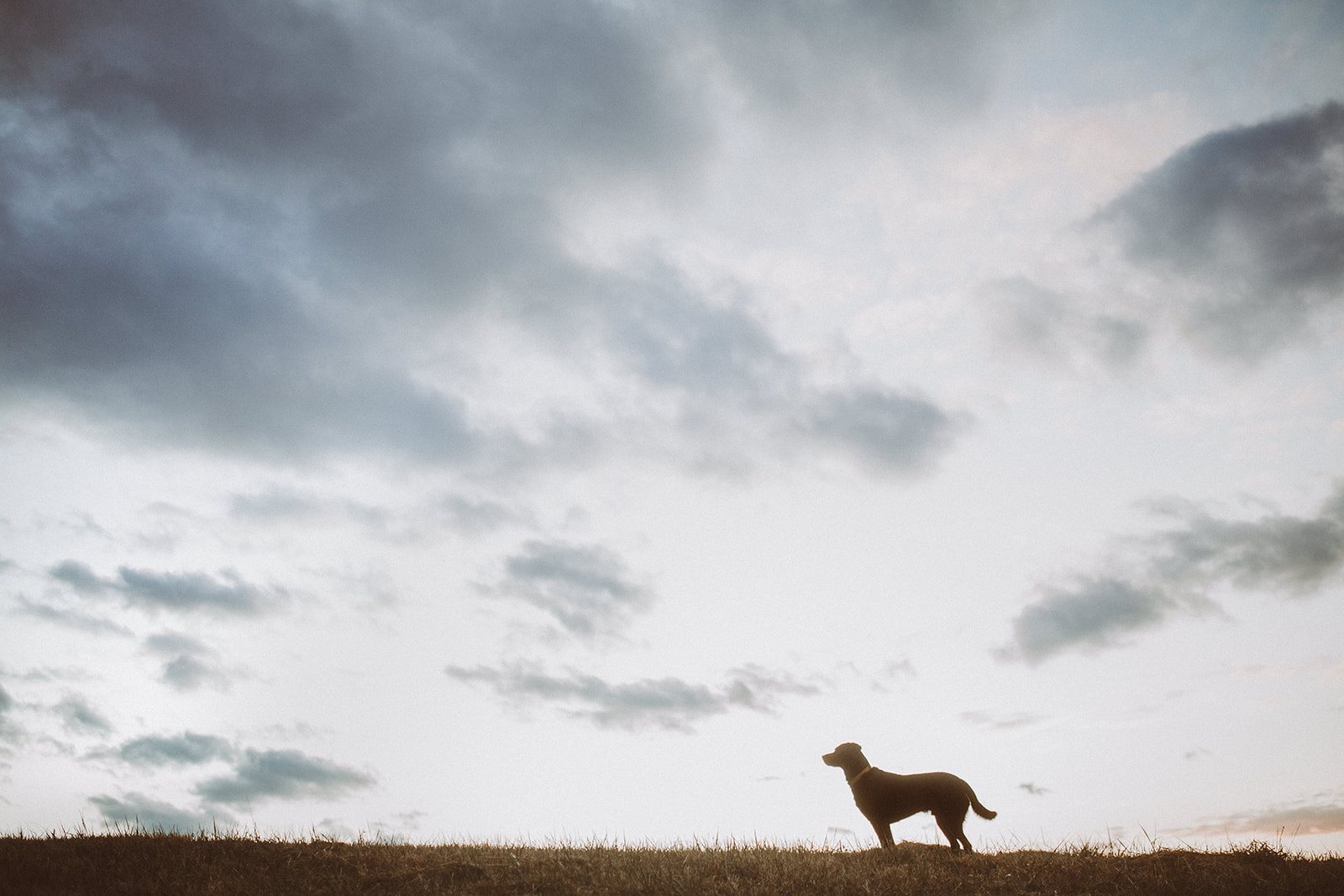 A dog standing alone in silhouette on a grass ridge beneath an enormous cloudy sky at dusk
