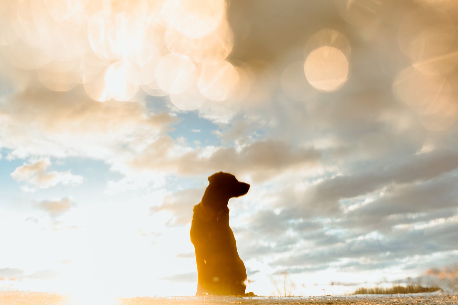 A backlit dog sitting in tall grass with the setting sun breaking into soft circles of light