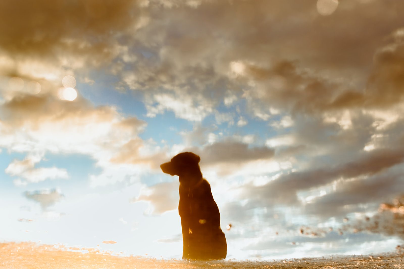 A dog sitting on a rise with the low sun flaring behind and clouds stacked across the sky