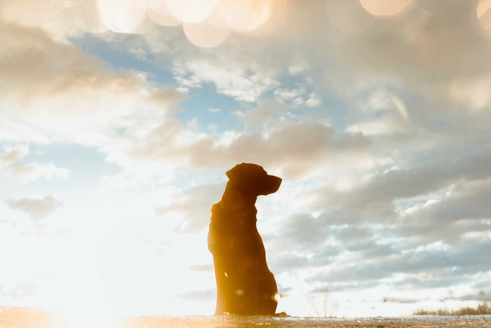 A dog sitting in profile against a bright sunset, rimmed in gold light with clouds behind