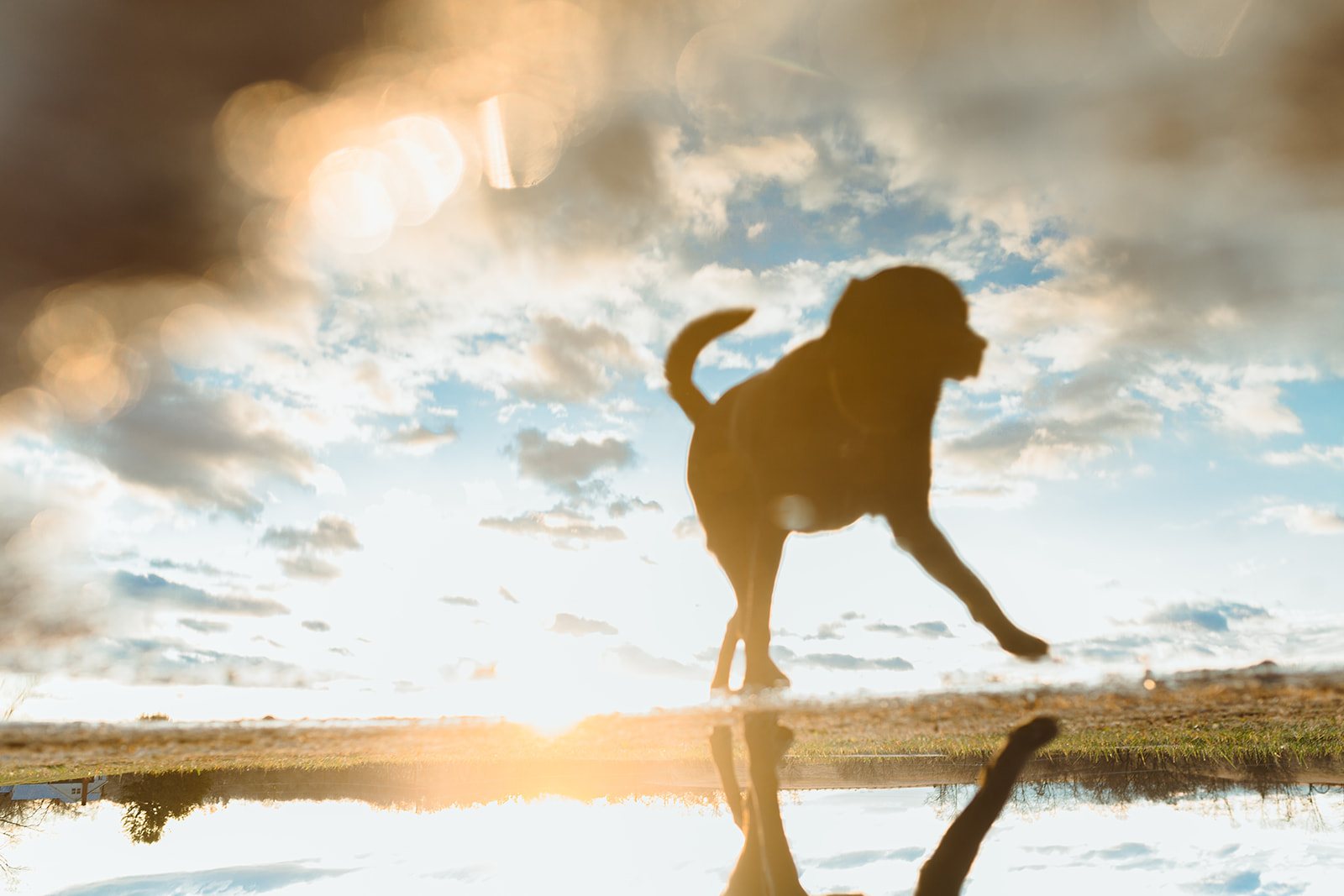 A dog trotting through shallow water at sunset, reflected in the surface, backlit against the sky