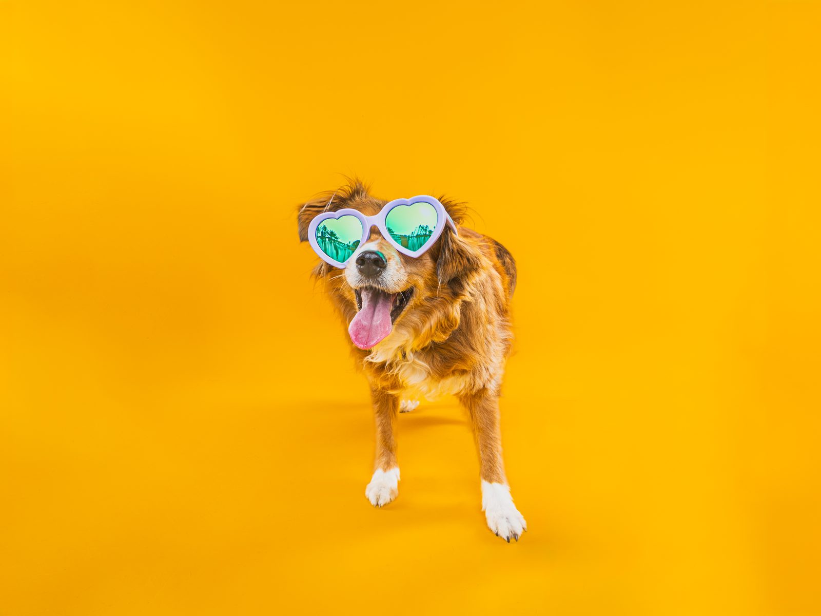 A small golden dog wearing green heart-shaped sunglasses, tongue out, sitting on a marigold backdrop