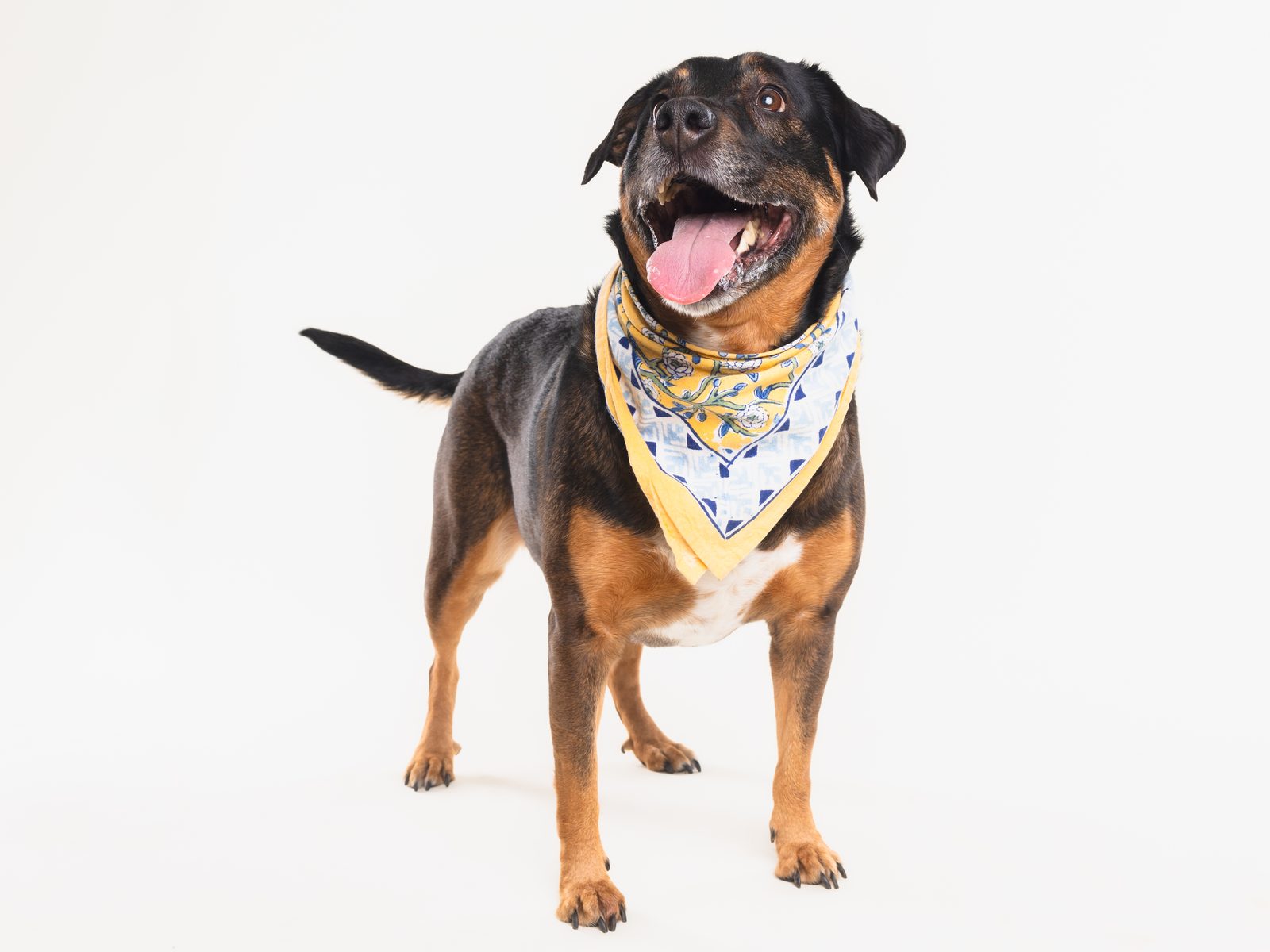 A black and tan dog in a yellow patterned bandana standing squarely on a white backdrop, grinning at the camera