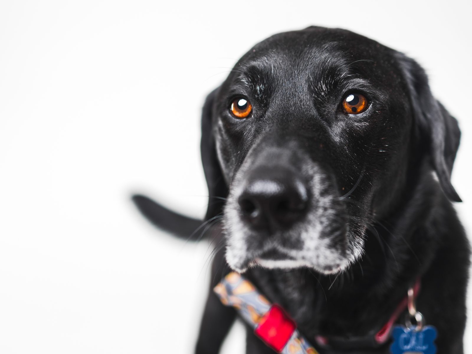 A greying black Labrador photographed close on a white backdrop, looking calmly into the camera