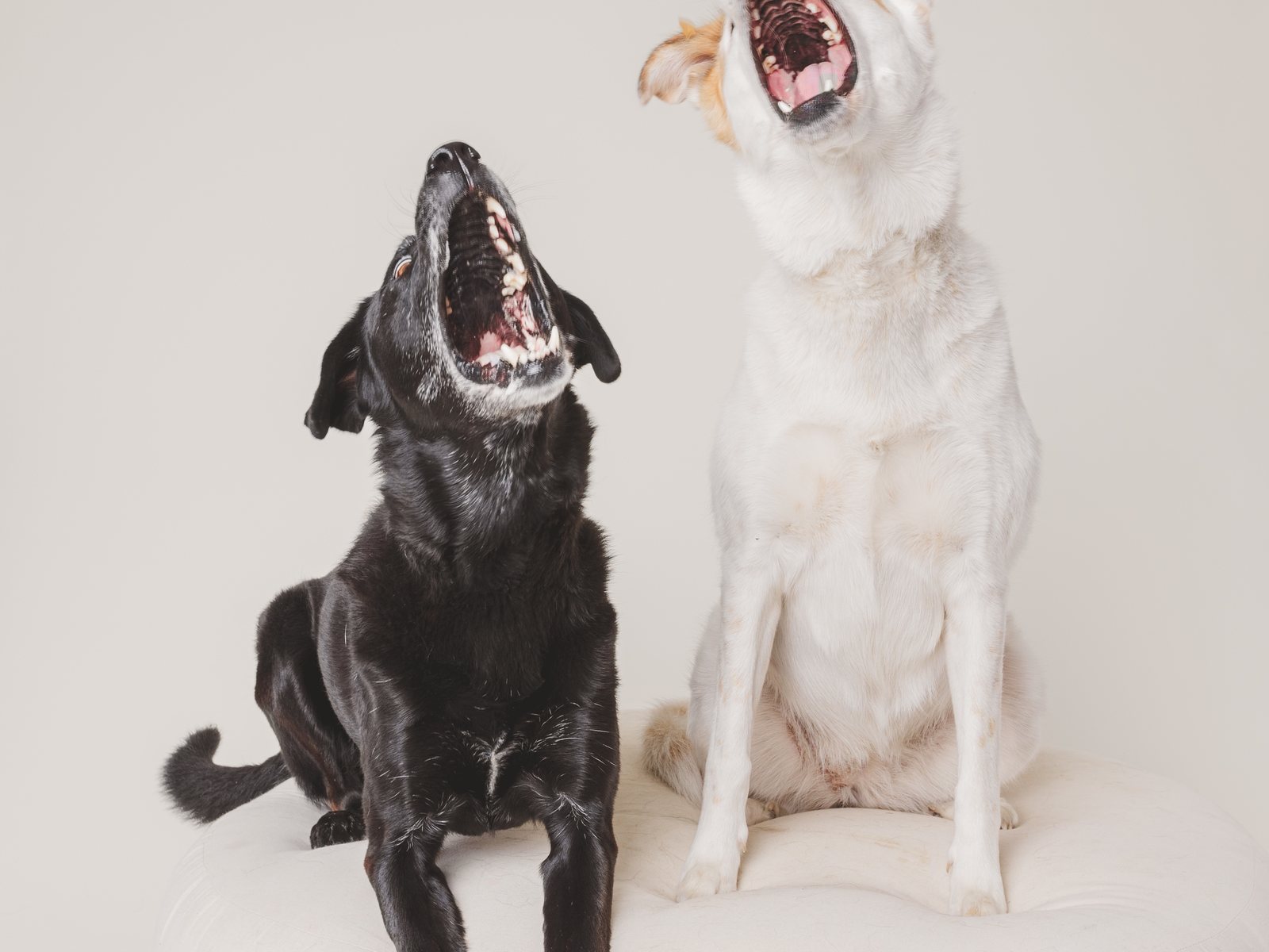 A black dog and a white dog side by side on a white backdrop, both stretching up with their mouths open to catch treats