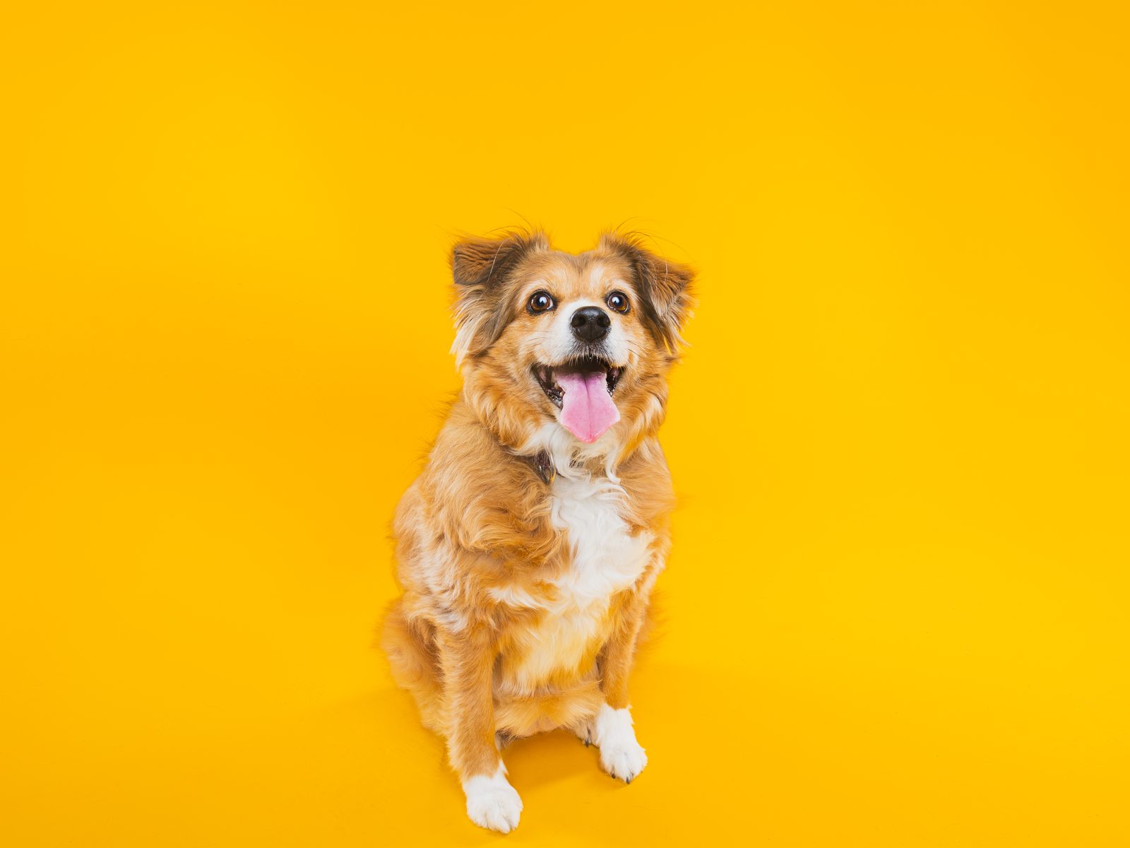 A fluffy golden dog sitting square on a marigold backdrop with her tongue out