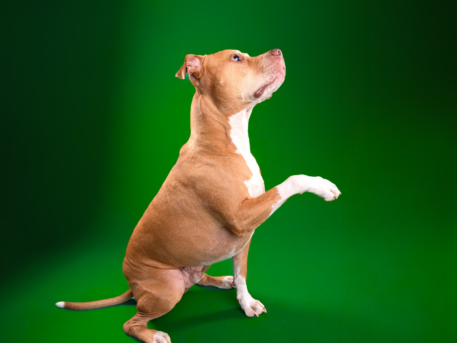 A tan and white dog sitting on a kelly green backdrop with one front paw lifted