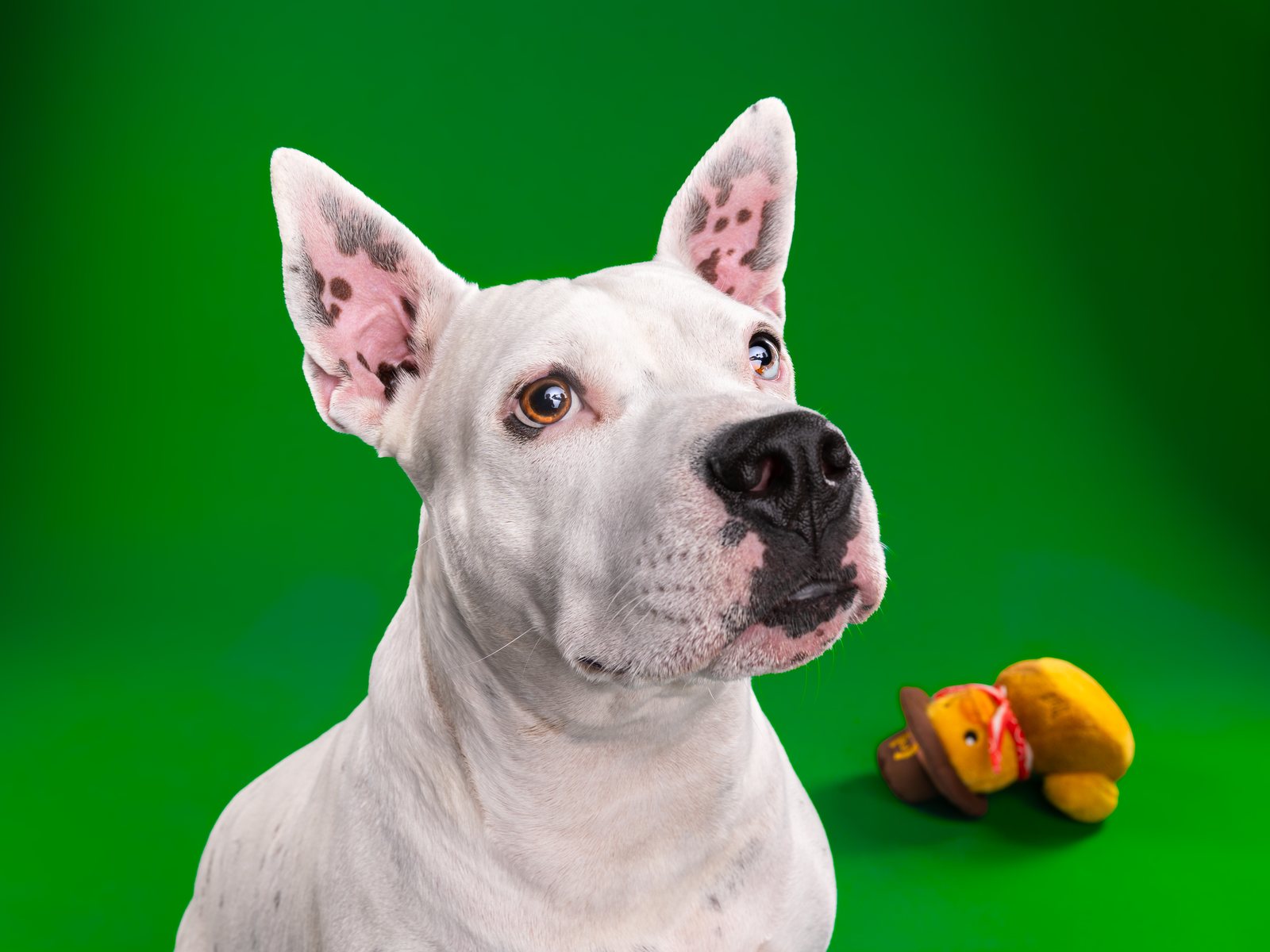 A white dog photographed close on a kelly green backdrop with a toy at the edge of the frame
