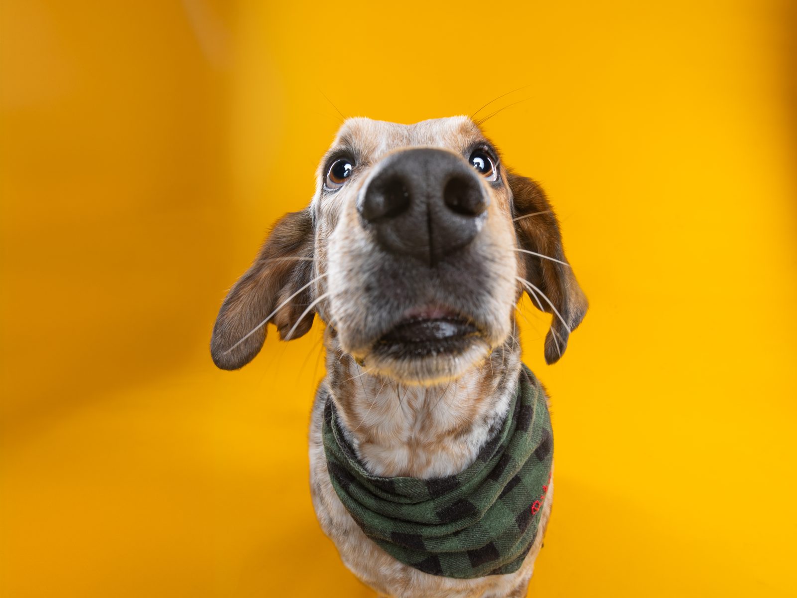 A speckled hound leaning into the lens nose-first, ears swung wide, on a marigold backdrop