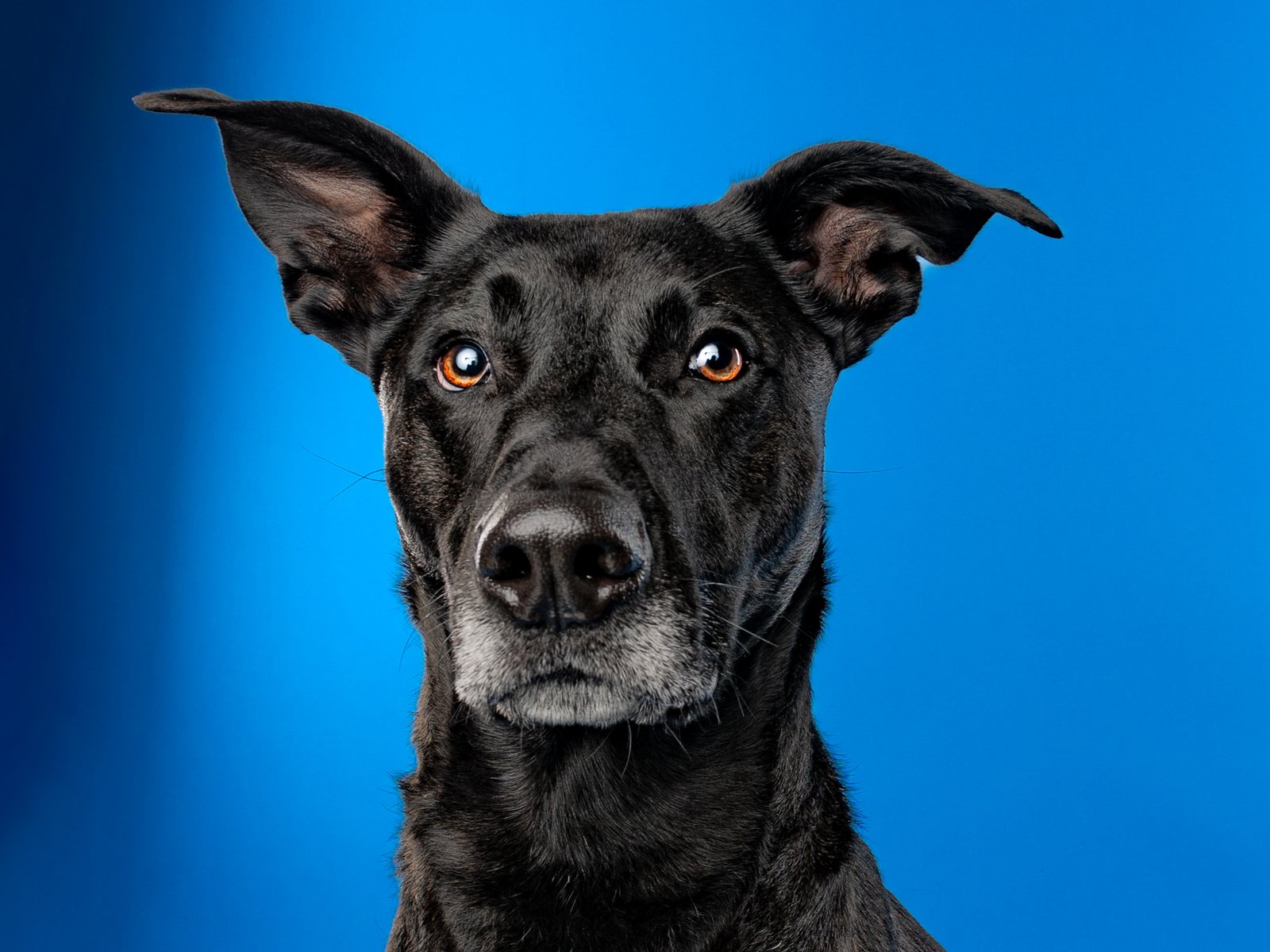 Lenny, a black dog with a greying muzzle, photographed head-on against a deep blue backdrop with his ears out