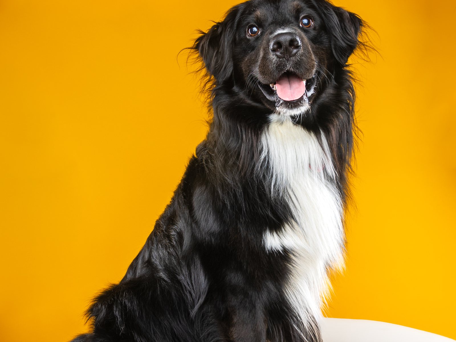 Louie, a black and white long-haired dog, sitting tall on a marigold backdrop with his tongue out