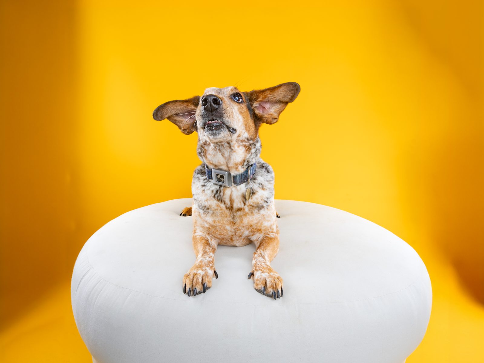 A small speckled dog with both front paws propped on a round white pouf, ears straight up, on a marigold backdrop
