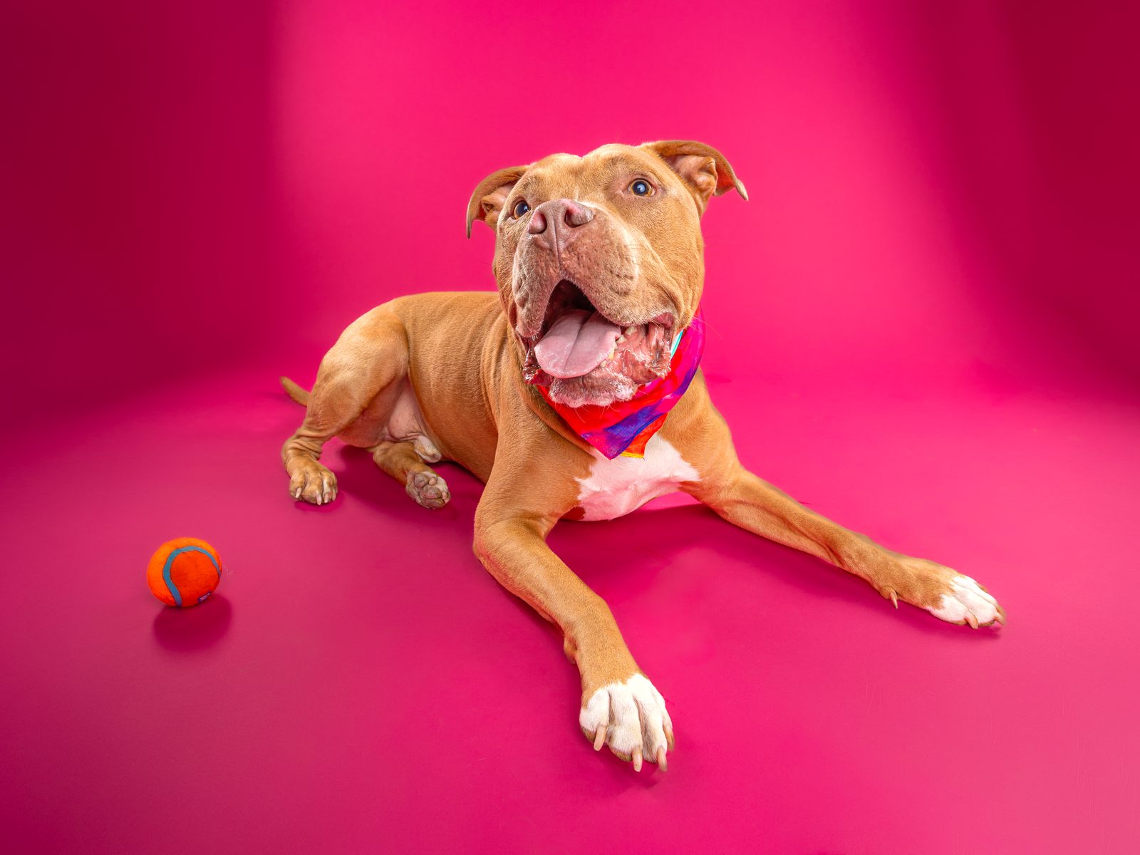 Tomator lying stretched out on a hot pink backdrop with a small orange ball beside his paws
