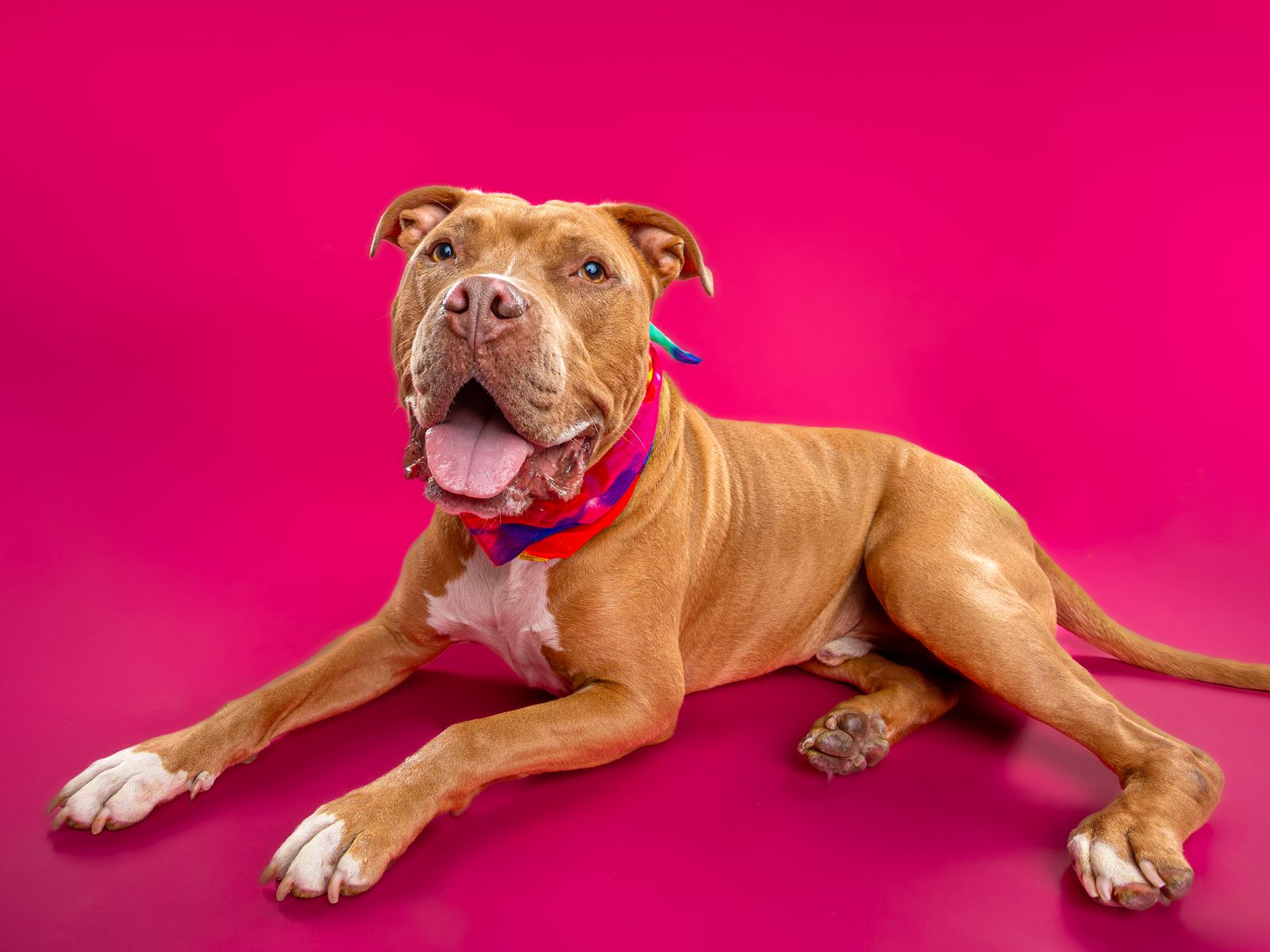 Tomator lying down on a hot pink backdrop with his tongue out and one paw stretched forward