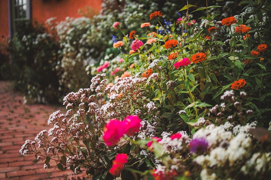 Zinnias and white blooms crowding the brick path beneath the orange cottage at Zigbone Farm Retreat